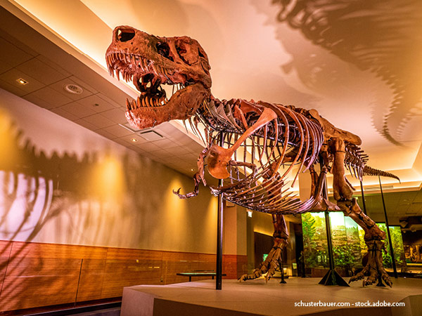 a dinosaur displayed in a museum